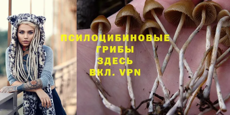 ОМГ ОМГ как зайти  Болотное  Галлюциногенные грибы MAGIC MUSHROOMS 